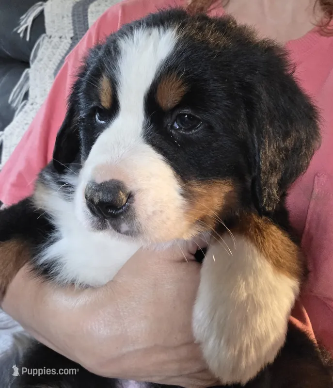Johnny – Bernese Mountain Dog puppy for sale in Hillsboro, OH