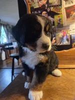 Mikey, a male Bernese Mountain Dog for sale in Hillsboro, OH – 6 of 10