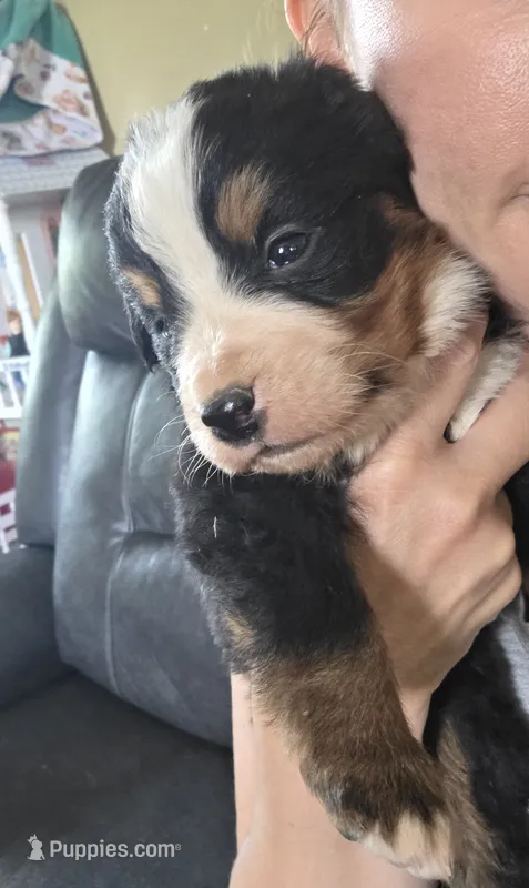 Clint – Bernese Mountain Dog puppy for sale in Hillsboro, OH
