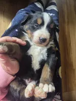 Mikey, a male Bernese Mountain Dog for sale in Hillsboro, OH – 9 of 9