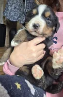 Mikey, a male Bernese Mountain Dog for sale in Hillsboro, OH – 3 of 9