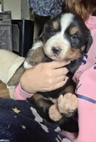 Mikey, a male Bernese Mountain Dog for sale in Hillsboro, OH – 4 of 9