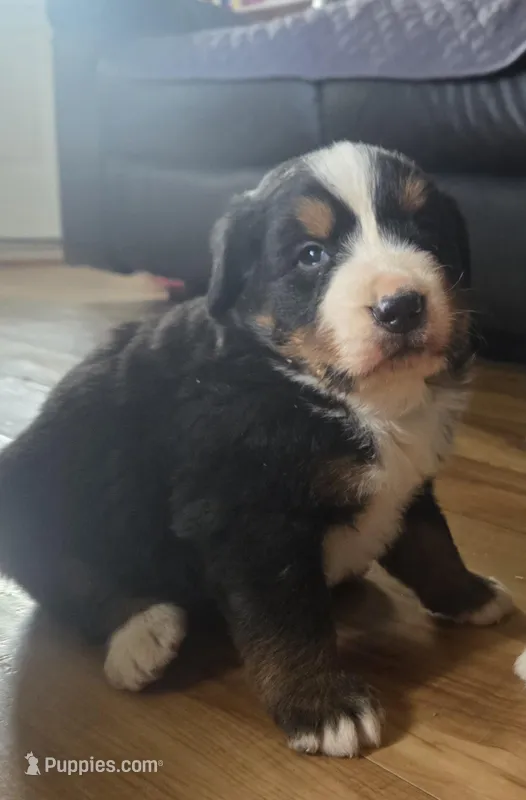 Mikey – Bernese Mountain Dog puppy for sale in Hillsboro, OH