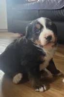 Mikey, a male Bernese Mountain Dog for sale in Hillsboro, OH – 1 of 9