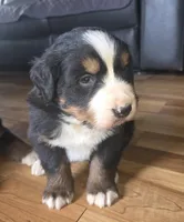 Mikey, a male Bernese Mountain Dog for sale in Hillsboro, OH – 2 of 9