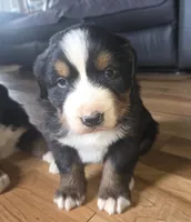Mikey, a male Bernese Mountain Dog for sale in Hillsboro, OH – 5 of 9