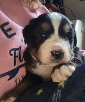 Mikey, a male Bernese Mountain Dog for sale in Hillsboro, OH – 7 of 9