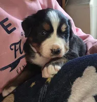 Mikey, a male Bernese Mountain Dog for sale in Hillsboro, OH – 6 of 9