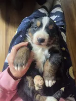 Mikey, a male Bernese Mountain Dog for sale in Hillsboro, OH – 8 of 9