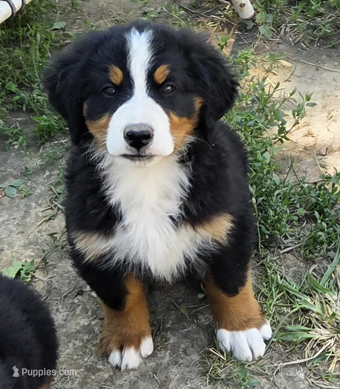 Clint – Bernese Mountain Dog puppy for sale in Hillsboro, OH