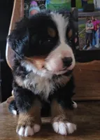 Clint, a male Bernese Mountain Dog for sale in Hillsboro, OH – 2 of 10