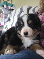 Clint, a male Bernese Mountain Dog for sale in Hillsboro, OH – 8 of 10