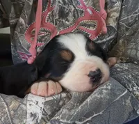 Johnny, a male Bernese Mountain Dog for sale in Hillsboro, OH – 5 of 6