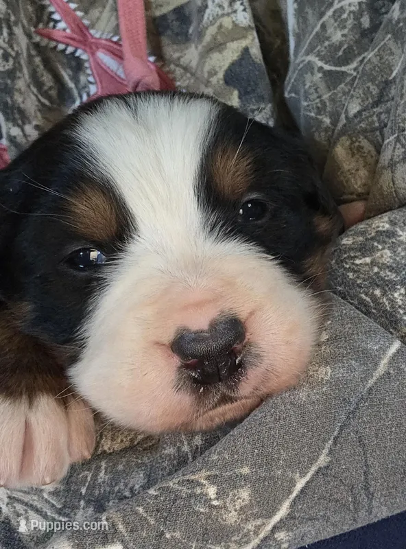 Johnny – Bernese Mountain Dog puppy for sale in Hillsboro, OH