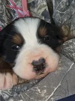 Johnny, a male Bernese Mountain Dog for sale in Hillsboro, OH – 1 of 6