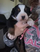Johnny, a male Bernese Mountain Dog for sale in Hillsboro, OH – 2 of 6