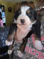 Johnny, a male Bernese Mountain Dog for sale in Hillsboro, OH – 4 of 6