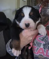 Johnny, a male Bernese Mountain Dog for sale in Hillsboro, OH – 3 of 6