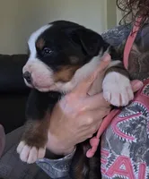 Johnny, a male Bernese Mountain Dog for sale in Hillsboro, OH – 6 of 6