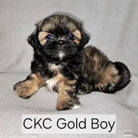 CKC GOLD BOY , a male Shih Tzu for sale in Wilmington, NC – 1 of 1