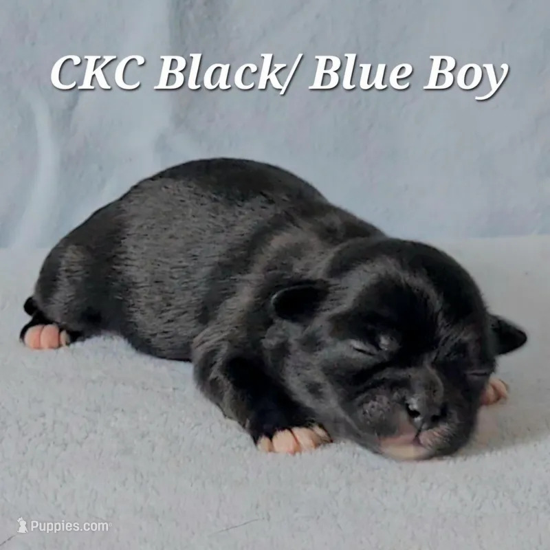 CKC BLUE/BLACK BOY – Shih Tzu puppy on hold in Wilmington, NC