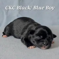 CKC BLUE/BLACK BOY, a male Shih Tzu for sale in Wilmington, NC – 1 of 1