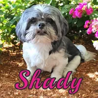 SHADY, a female Shih Tzu for sale in Wilmington, NC – Photo 1 of 2