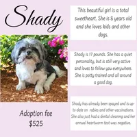 SHADY, a female Shih Tzu for sale in Wilmington, NC – Photo 2 of 2