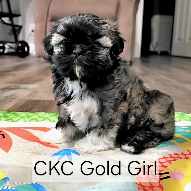 CKC GOLD GIRL, a female Shih Tzu for sale in Wilmington, NC – Photo 1 of 1