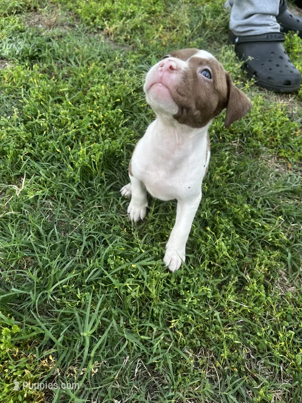 Sky  – American Pit Bull Terrier puppy for sale in Suffolk, VA