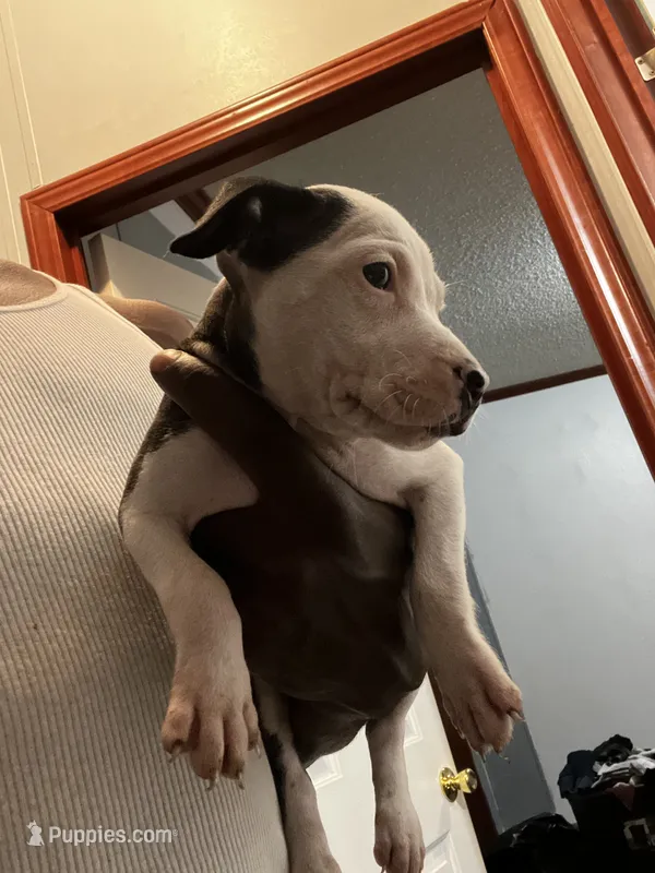 Star – American Pit Bull Terrier puppy for sale in Suffolk, VA