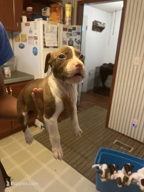 Tyson – American Pit Bull Terrier puppy for sale in Suffolk, VA