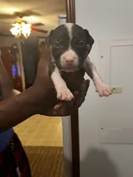 Bandit , a male American Pit Bull Terrier for sale in Suffolk, VA – 4 of 4
