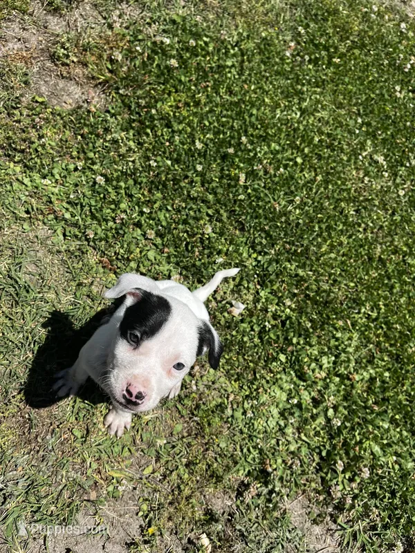Jade – American Pit Bull Terrier puppy for sale in Suffolk, VA