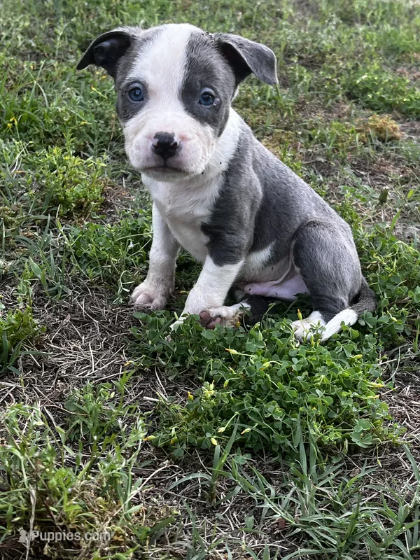 Prince – American Pit Bull Terrier puppy for sale in Suffolk, VA