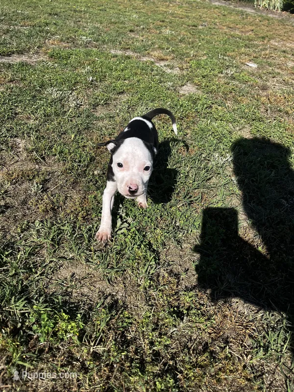 Star – American Pit Bull Terrier puppy for sale in Suffolk, VA