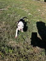 Star, a female American Pit Bull Terrier for sale in Suffolk, VA – 1 of 1