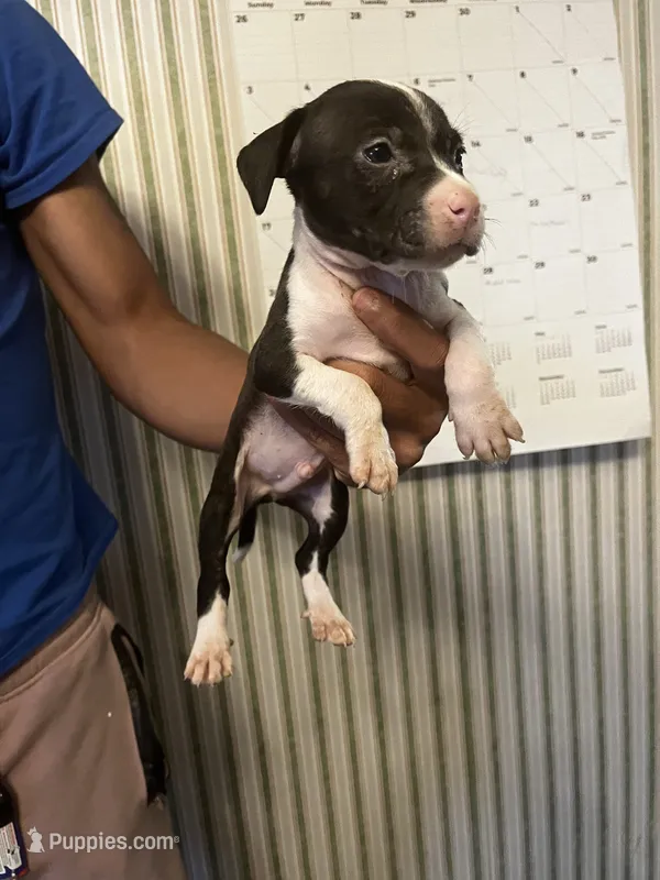 Bandit  – American Pit Bull Terrier puppy for sale in Suffolk, VA
