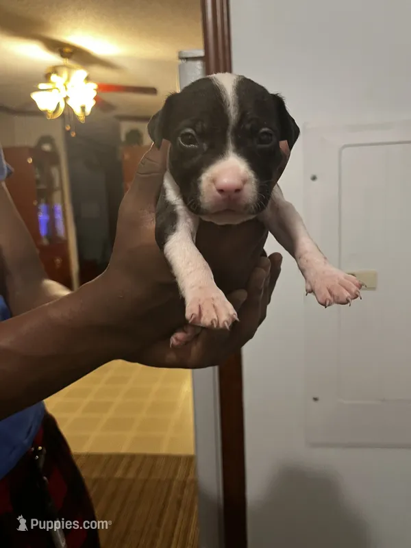 Bandit  – American Pit Bull Terrier puppy for sale in Suffolk, VA
