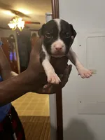 Bandit , a male American Pit Bull Terrier for sale in Suffolk, VA – 1 of 4