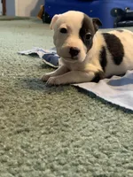 Star, a female American Pit Bull Terrier for sale in Suffolk, VA – Photo 5 of 5