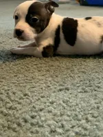 Star, a female American Pit Bull Terrier for sale in Suffolk, VA – Photo 2 of 5