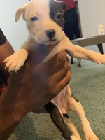 Star, a female American Pit Bull Terrier for sale in Suffolk, VA – Photo 1 of 5