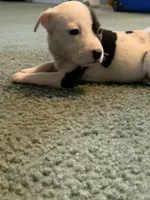 Star, a female American Pit Bull Terrier for sale in Suffolk, VA – Photo 3 of 5