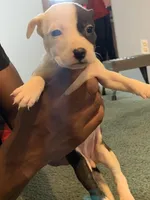 Star, a female American Pit Bull Terrier for sale in Suffolk, VA – Photo 4 of 5