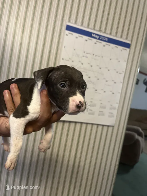 Rex – American Pit Bull Terrier puppy for sale in Suffolk, VA