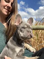 Thrive, a male French Bulldog for sale in Elkton, KY – Photo 3 of 7
