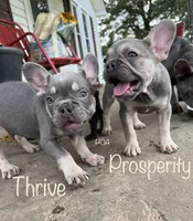 Thrive, a male French Bulldog for sale in Elkton, KY – Photo 7 of 7