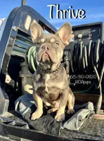 Thrive, a male French Bulldog for sale in Elkton, KY – Photo 1 of 7