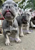 Thrive, a male French Bulldog for sale in Elkton, KY – Photo 6 of 7